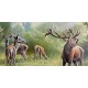 Oil Painting By Jozsef Csiszar - Deers in the Forest