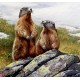 Oil Painting By Jozsef Csiszar – Prairie Dogs